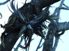 Tillandsia circinnatioides