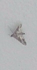 Sameodes cancellalis