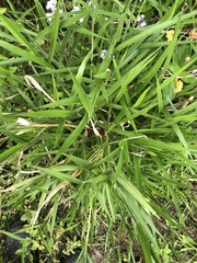 Urochloa eminii