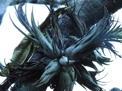 Tillandsia circinnatioides