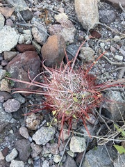 Ferocactus gracilis