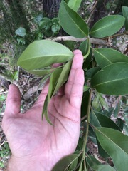 Lophostemon suaveolens