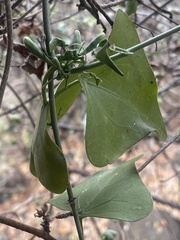 Adenia hastata