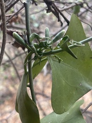 Adenia hastata
