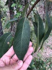 Lophostemon suaveolens