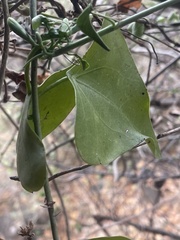 Adenia hastata