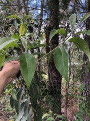 Lophostemon suaveolens