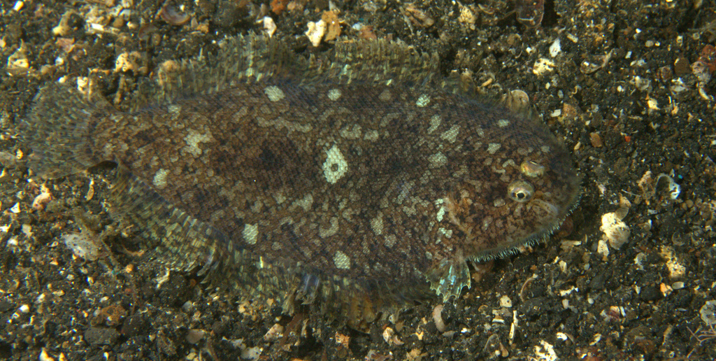 Ambon Sole