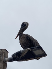 Pelecanus occidentalis urinator