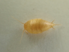 Atelurinae