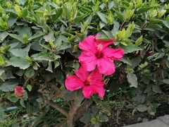 Hibiscus rosa-sinensis