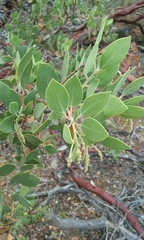 Arctostaphylos viscida pulchella