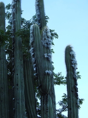 Pilosocereus