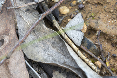 Taxeotis reserata