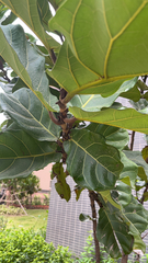 Ficus lyrata