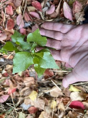 Populus