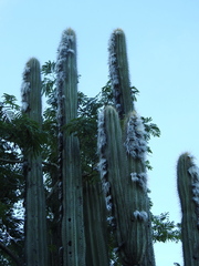Pilosocereus