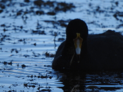Fulica gigantea