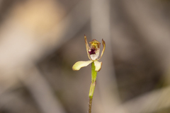 Caladenia transitoria