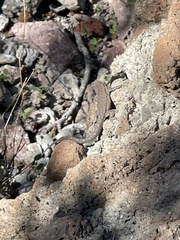 Urosaurus nigricauda
