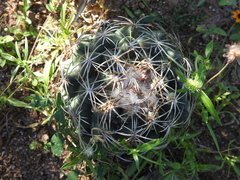 Coryphantha