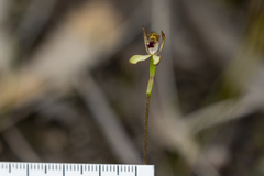 Caladenia transitoria