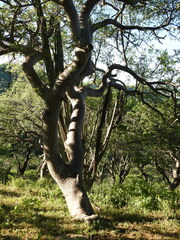 Bursera linanoe