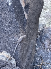 Urosaurus nigricauda