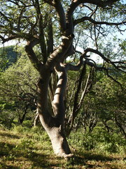 Bursera linanoe