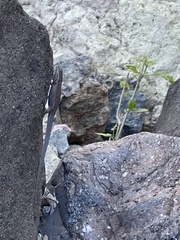 Urosaurus nigricauda