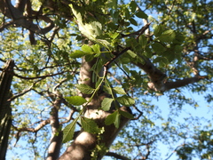 Bursera linanoe