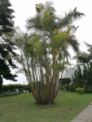 Dypsis lutescens