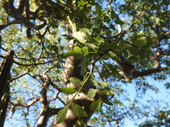 Bursera linanoe