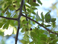 Bursera linanoe