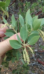 Arctostaphylos viscida pulchella