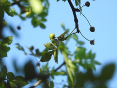 Bursera linanoe
