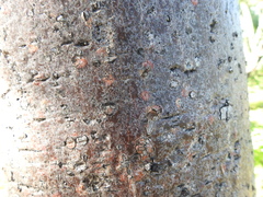 Bursera linanoe