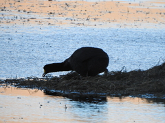 Fulica gigantea
