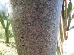 Bursera linanoe