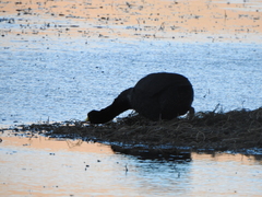 Fulica gigantea