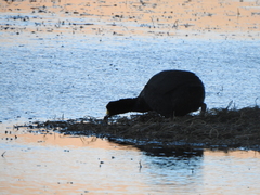 Fulica gigantea