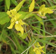 Croton bonplandianus