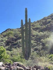 Pachycereus pringlei