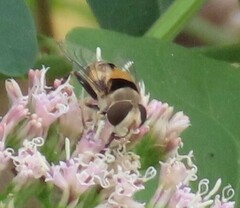 Palpada pusilla
