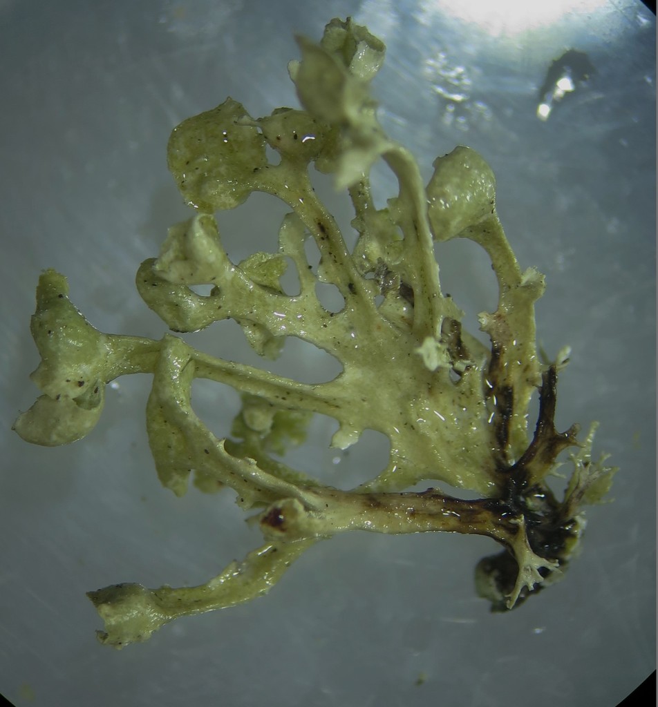 Ramalina cochlearis