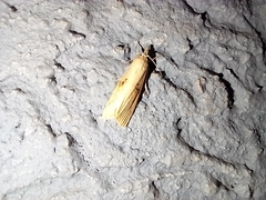 Scirpophaga nivella
