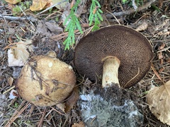 Suillus elbensis