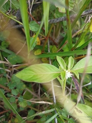 Alternanthera philoxeroides
