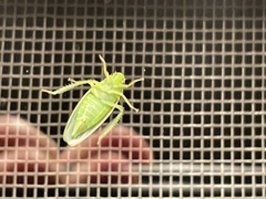 Gyponana