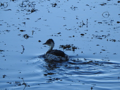 Podiceps occipitalis
